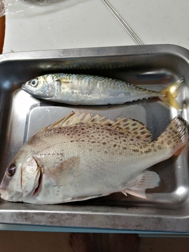 コショウダイの釣果