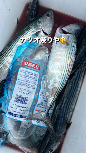 ハガツオの釣果