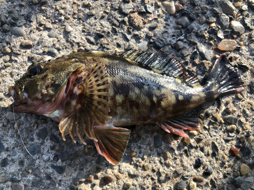 カサゴの釣果