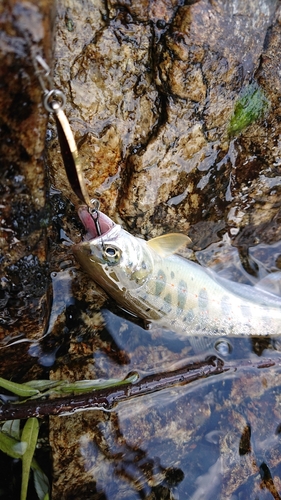 アマゴの釣果