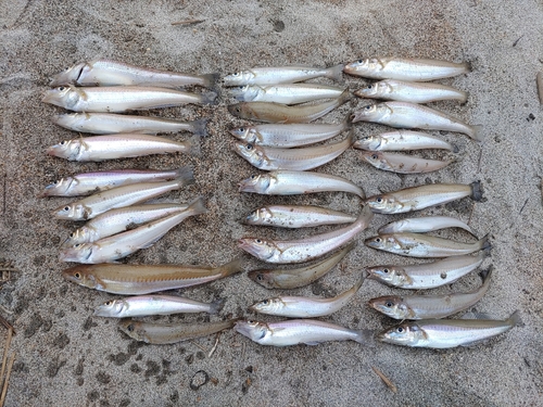 キスの釣果