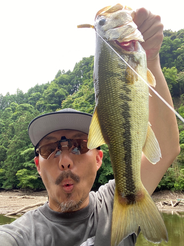 ブラックバスの釣果