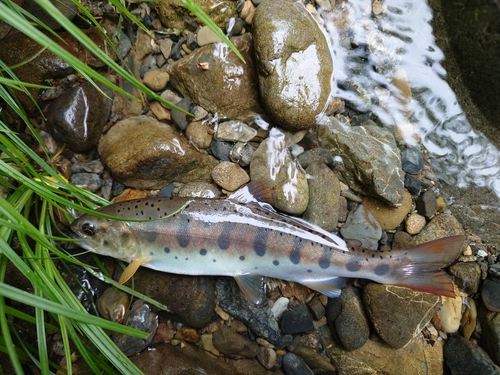 ヤマメの釣果