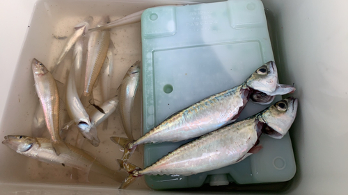 サバの釣果