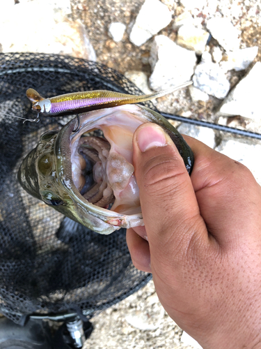 ラージマウスバスの釣果