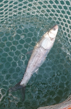 ウグイの釣果