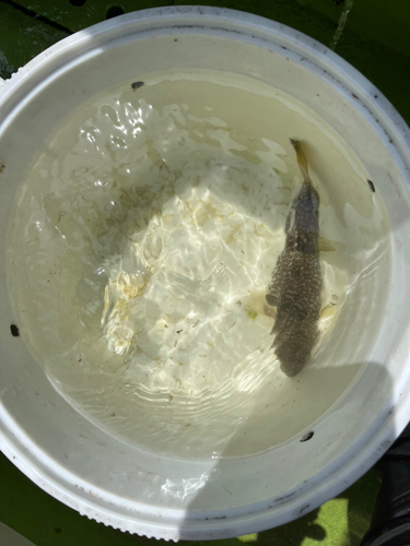 ショウサイフグの釣果