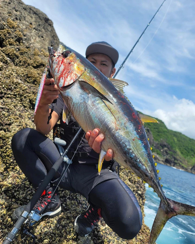 キハダマグロの釣果