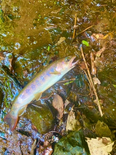 イワナの釣果