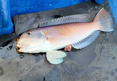 シロアマダイの釣果