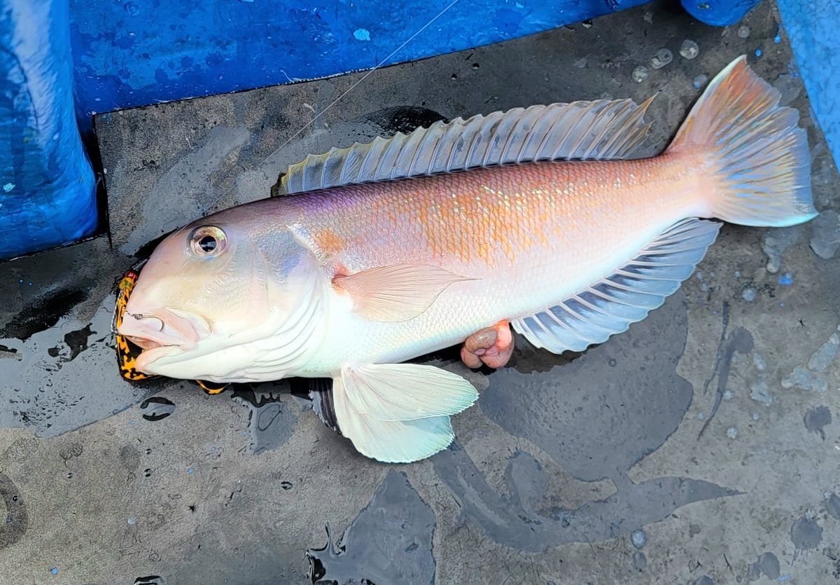 かわぐーさんの釣果 1枚目の画像