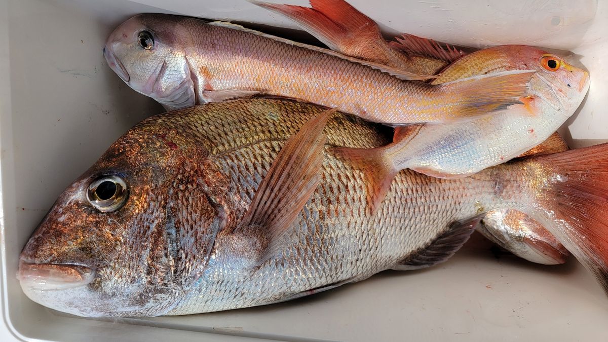 かわぐーさんの釣果 3枚目の画像