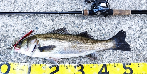 シーバスの釣果