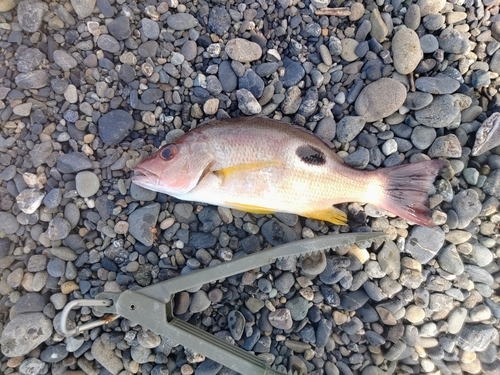 クロホシフエダイの釣果