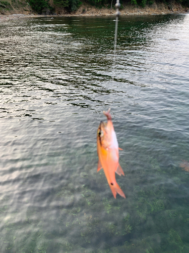 ネンブツダイの釣果