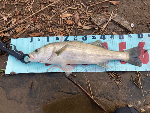 スズキの釣果