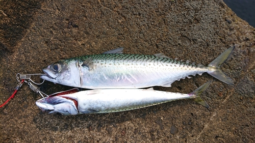 サバの釣果