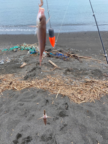 チャリコの釣果