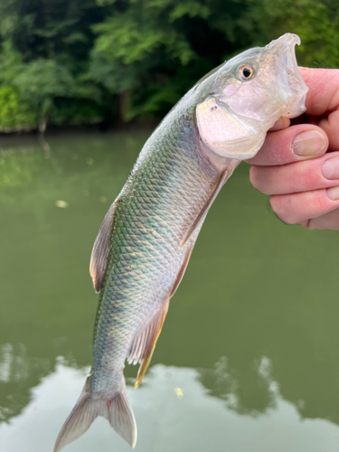 ハスの釣果