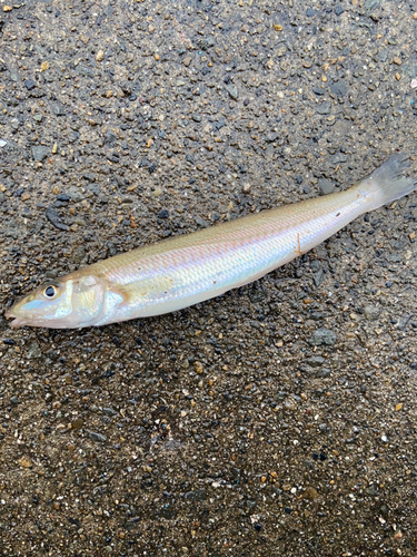 キスの釣果