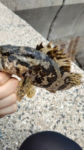 タケノコメバルの釣果