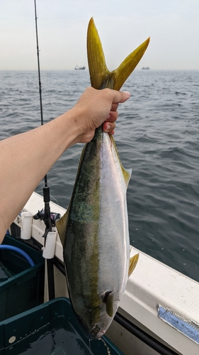 メジロの釣果