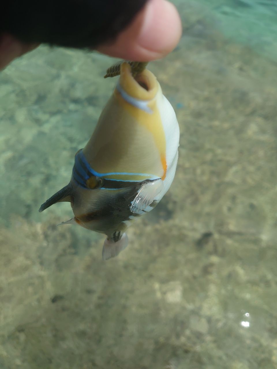 ムラサメモンガラ