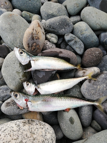 サバの釣果