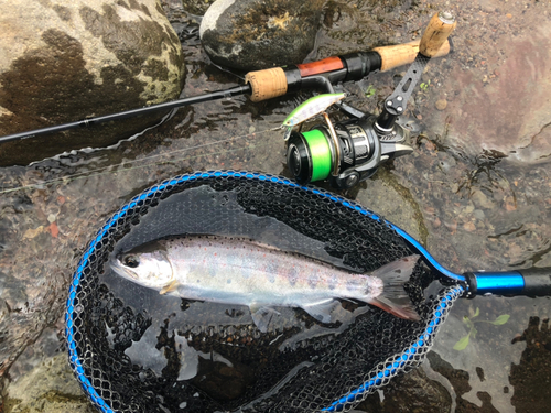 アマゴの釣果