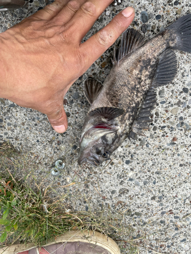 クロソイの釣果