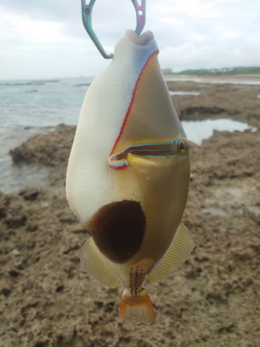 モンガラカワハギの釣果