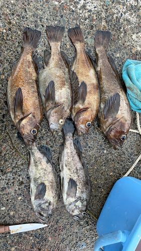 エゾメバルの釣果