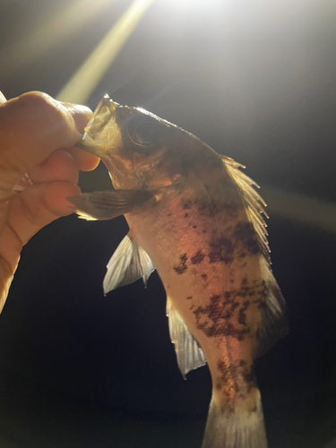 メバルの釣果