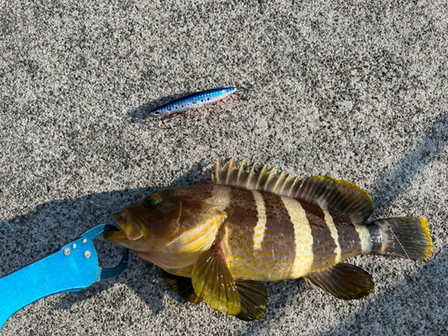 マハタの釣果