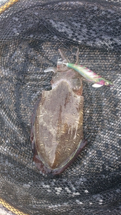 モンゴイカの釣果