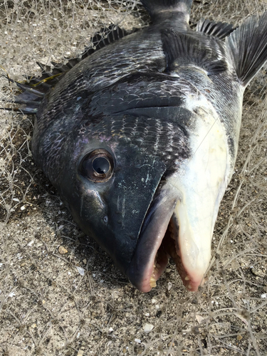 チヌの釣果