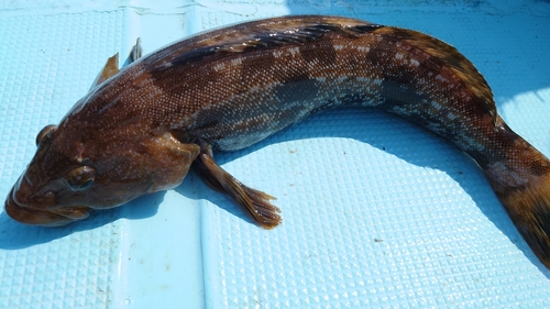 カレイの釣果