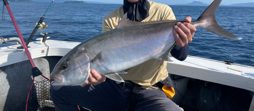 カンパチの釣果