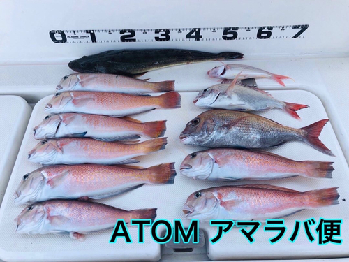 アマダイの釣果