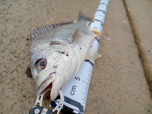 キチヌの釣果