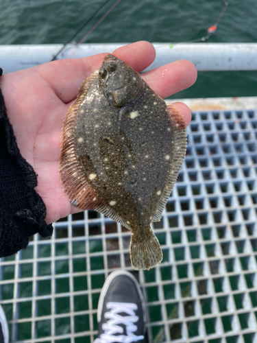 カレイの釣果