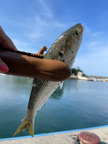 コノシロの釣果