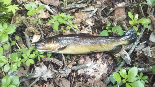 ブラウントラウトの釣果