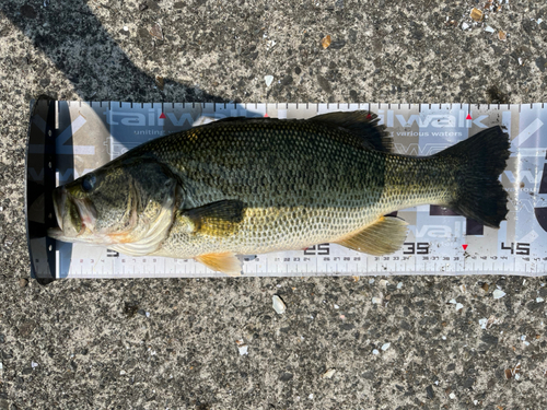 ブラックバスの釣果