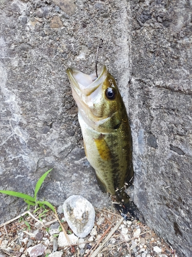 ラージマウスバスの釣果