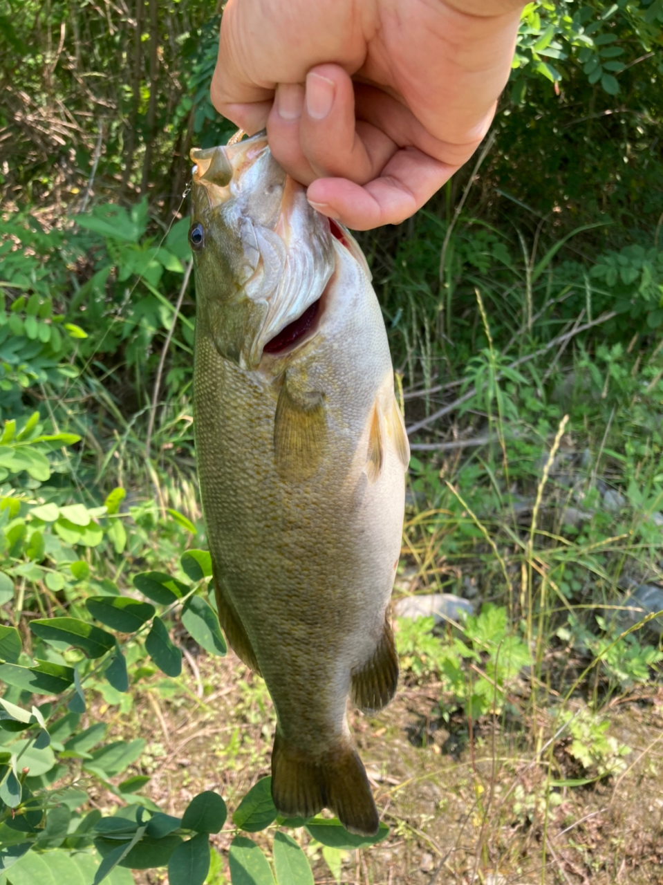 スモールマウスバス