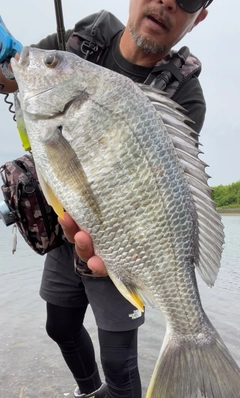 キビレの釣果