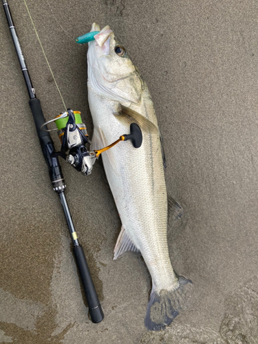 スズキの釣果