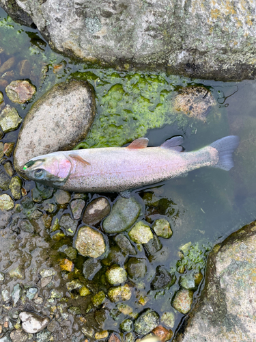 ニジマスの釣果