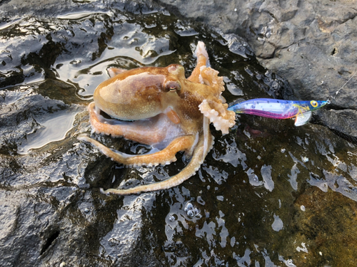 タコの釣果